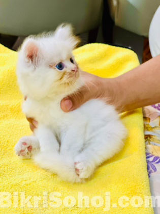 Persian kitten ( blue eyes)